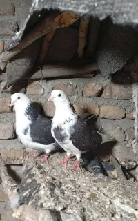 کبوترشازده