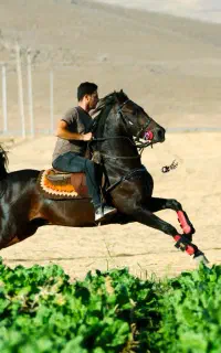 کره مادیان کرد