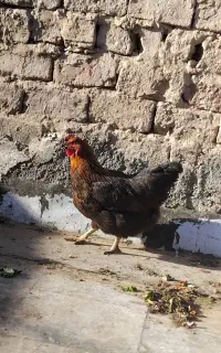 مرغ رسمی تخم گذار