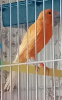 قناری قرمز ۱۱ ماهه میخونه ولی مست نه