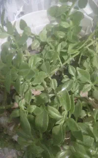 درخت بندی انجام میدم