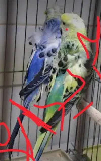 مرغ عشق پروانه ای