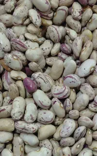 فروش لوبیا چیتی