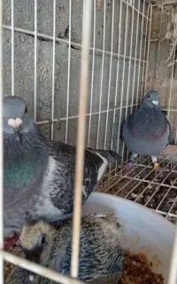 بیستا عدد مسافتی