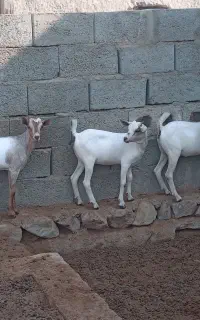 کهره ماده ونر اطراف بندرلنگه