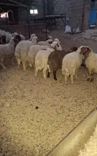 بره دره شهر