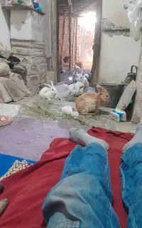 همه نوع.سالم اهلی.بازی گوش