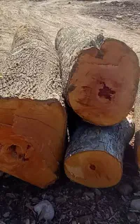خریدارانواع چوب سپیدارچنارتیرسقفی گردو