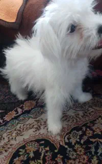 سگ فروشی