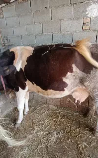 گاو شیری