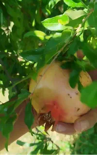 نهال انار کوشک