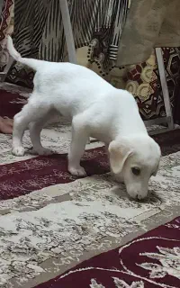 واگذاری رایگان توله سگ