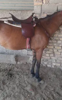 مادیان سواری دار
