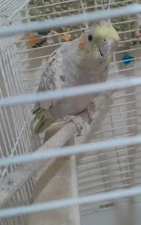 خرگوش وعروس هلندی ماده