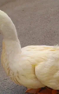 اردک