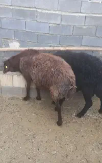 فروش بره