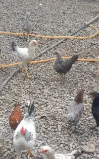 ۲۰ عدد جوجه محلی ۲ماهه