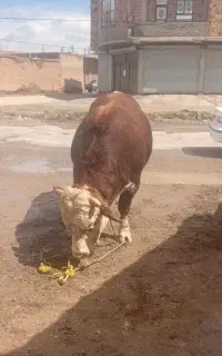 یک نفربرای کارکردن درقصابی میخوایم کارگر