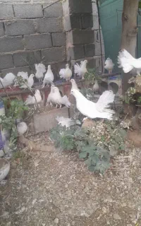 زینتی