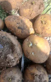 سیب زمینی بذری ۰ فروش و شراکت