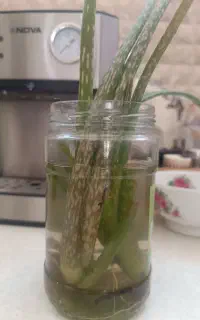 فروش گل خانگی