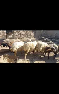 فروش شیشک ومیش درجه یک