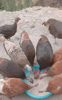 شانزده عدد بوقلمون نزدیک به تخم گذاری هستند