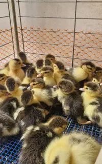 جوجه اردک اسرائیلی