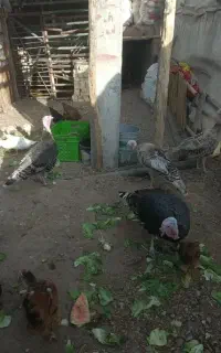 بوقلمون مولد نر و مادا