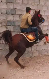 نریان چهار سال کرد