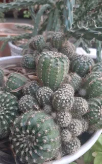 کاکتوس