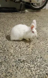 خرگوش خانگی