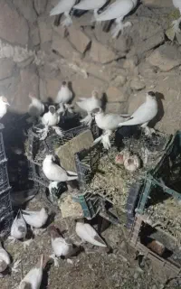 فروش 50عددکله دمبی یک جا