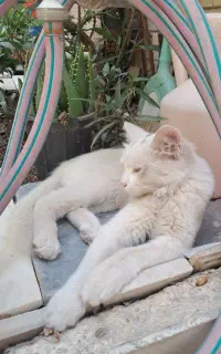 واگذاری گربه رایگان