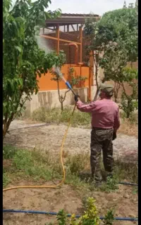 باغبانی گلکاری هرس