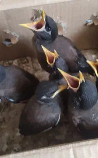مینا اصل افقانی