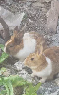 خرگوش در کوهچنار