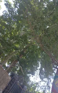 بهترینه سهیلیه
