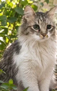 واگذاری گربه مهربون 4 ساله