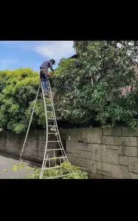 هرس درخت خریدار چوب