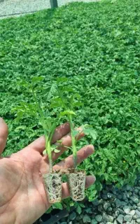 نشا گوجه فرنگی ربی الیت و هیبرید