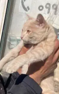 گربه خانگی آماده واگذاری