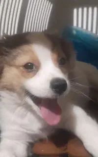 حیوان خانگی توله سگ