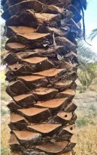 برش وهرس کردن انواع نخل ودرخت