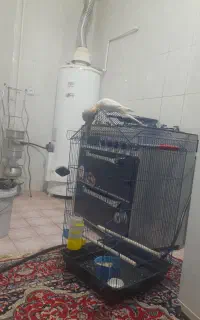یک جفت عروس هلندی نر سخنگو