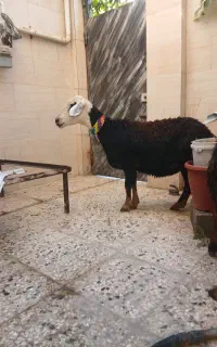 گوسفند پلنگی