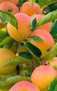 فروش نهال سیب شیشه‌ای در ملایر، ضمانت کتبی ۵ساله