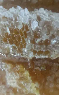 عسل گون  چهل گیاه کوهستان