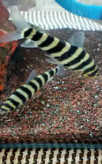 بارب زندانی  و  پیکاک