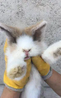 خرگوش مینی لوپ